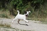 PARSON RUSSEL TERRIER 119